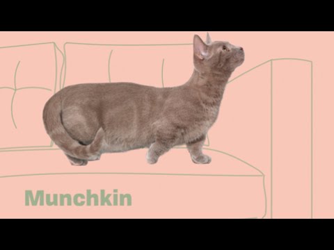10 Fascinating Facts about the Munchkin | Cat Trivia | DAILY PAWS