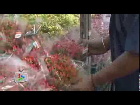 Red roses remain top choice