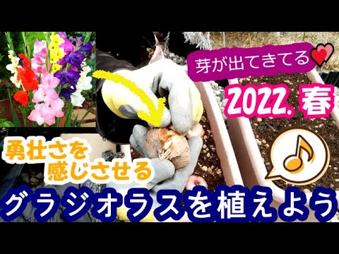 グラジオラスを植える：いつ、どのように行うか？全てをお伝えします！  庭園