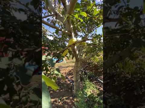 Eladó Vibrope X köteles, hidraulikus gyümölcsfa rázógép