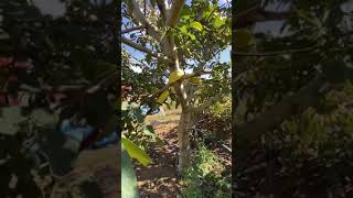 Eladó Vibrope X köteles, hidraulikus gyümölcsfa rázógép