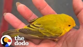 Woman Helps A Tiny Bird And Gets The Surprise Of Her Life | The Dodo