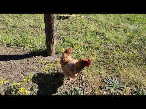 Infos zu meiner Photovoltaik Inselanlage und glückliche Hühner?