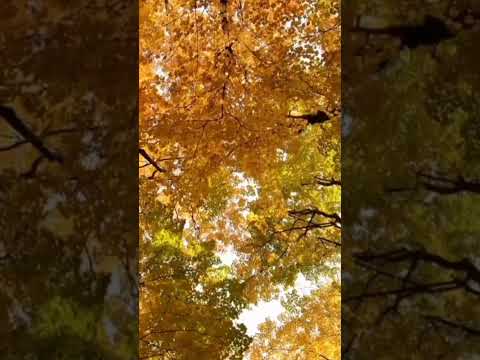 Beautiful Nature #youtubeshorts