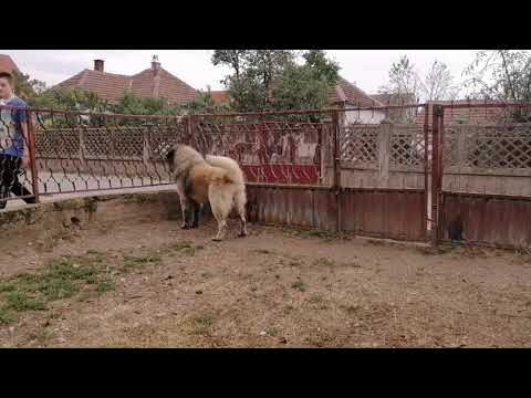 Sarplaninac Vid kod " južnog",  u letnjoj varijanti,...pravi pastuv medju šarcima