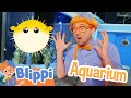Blippi Meets A Puffer Fish At The Aquarium Educational Videos For Kids