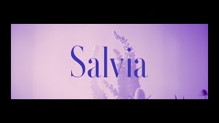 ペンギンラッシュ - Salvia (Official Music Video)