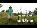 Het Heuvelland: De planten