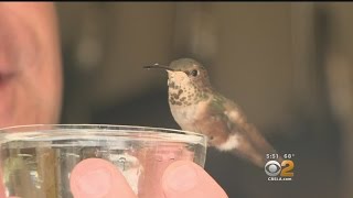 Man Goes The Distance For Tiny Hummingbird His Dog Helped Rescue