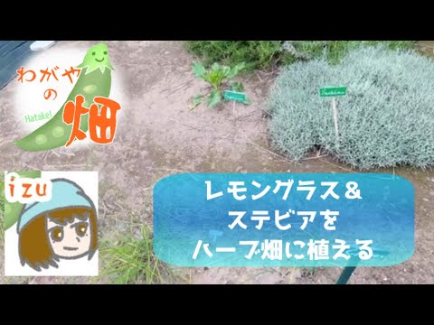 ステビア、甘いハーブ 植物