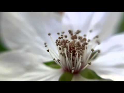 Hermitage Piano Trio. VA Day 7.