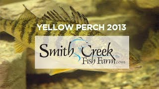 preview picture of video 'Yellow perch 2013'