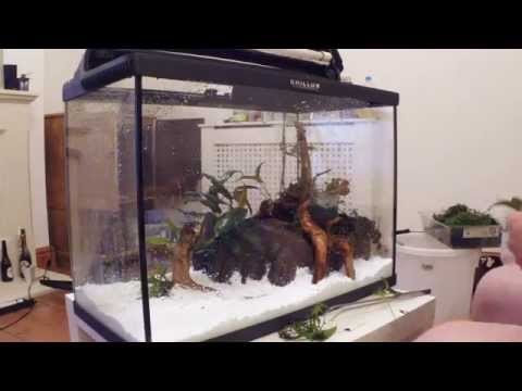 20G nature aquascape timelapse