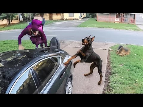 Real Intruders Who Messed With The Wrong Guard Dogs