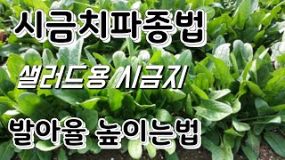 샐러리용 시금치 재배법, 월동시금치 발아율 최고로 하는법 시금치 파종