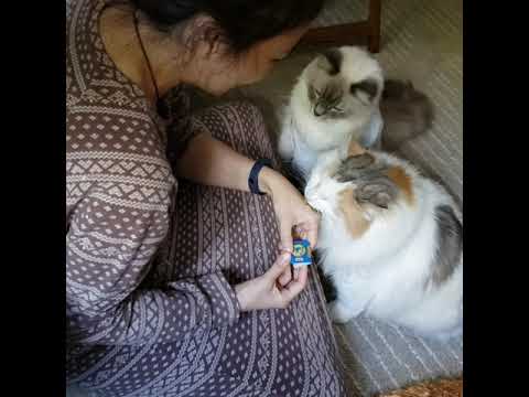 Doris Fu-CIAO 日本第一銷量貓小食 超級貓模短片大賽