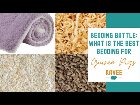 YouTube video about: Can hay be used as bedding for guinea pigs?