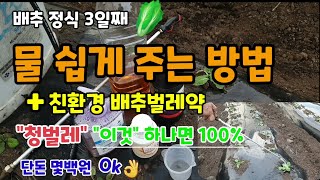배추정식3일째 물 쉽게 주는 방법 배추벌레청벌레 이것 하나면 100%방제 가능 단돈 몇백원이면됩니다
