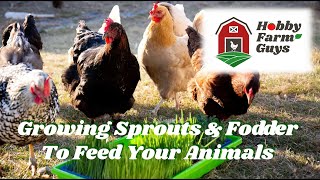 Growing Sprouts & Fodder to Feed Your Livestock & Poultry
