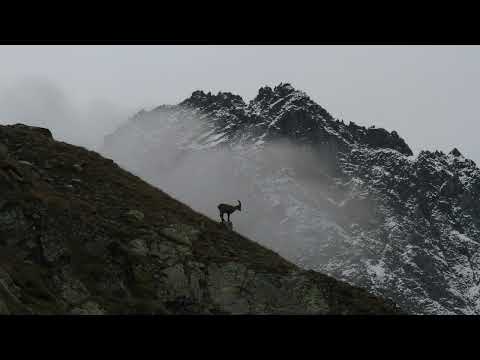 Wie tief kann ich fallen von Manfred Siebald (mit Text)