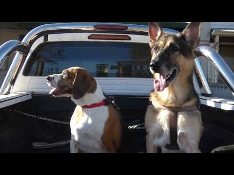 YouTube video about: How to secure dogs in truck bed?