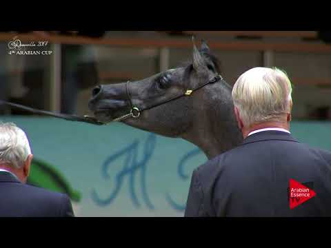 N.52 TRESOR GIANNINO - Deauville 2017 - Yearling Colts (Class 6A)
