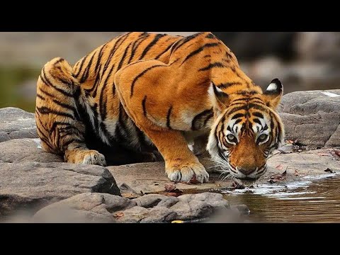 The story of Ranthambore's tigress Machli || Full Hindi Documentary