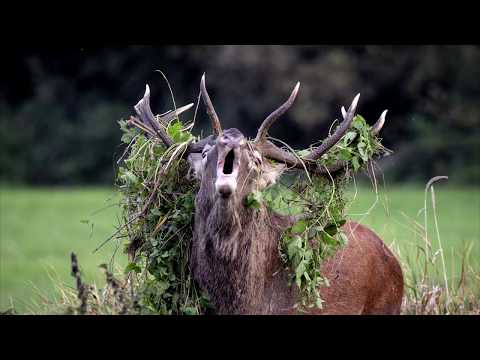 Rykowisko Jeleni 2019 Jurek Napierała 4K