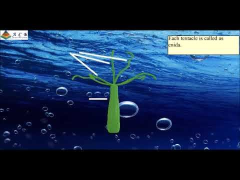 To study ((B) budding in Hydra