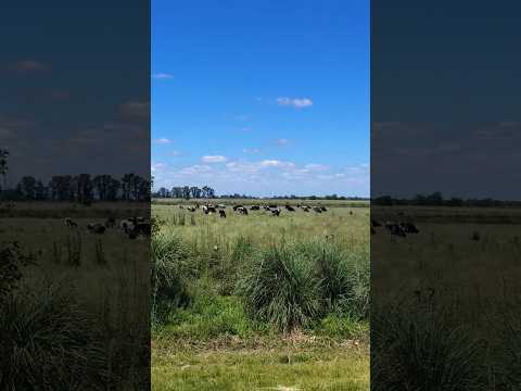 Campo y Vacas en la Ruta 6 San Vicente Buenos Aires Argentina