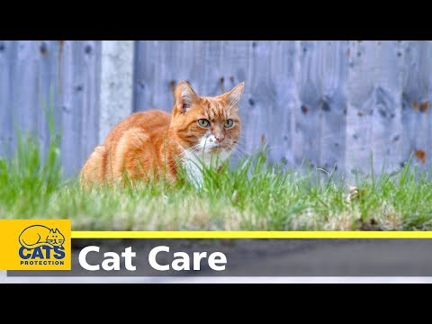 Keeping your cat safe outside