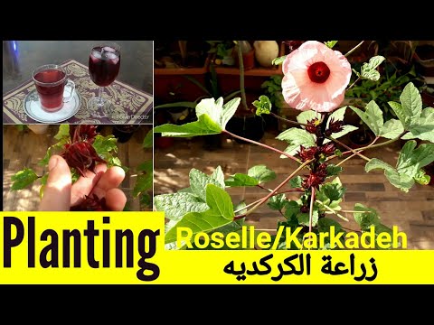 , title : 'زراعة نبات الكركديه/Planting Roselle Plant (Karkadeh)'