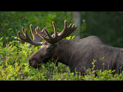 Native Americans of the Eastern Woodlands