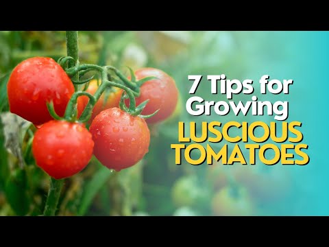 , title : '7 Tips Terbaik untuk Menanam Tomat Lezat di Kebun Anda'