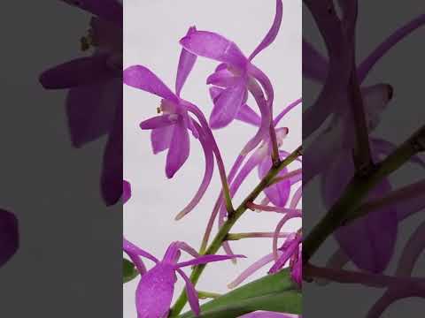 園芸 アスコセントラム