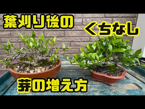 クチナシの剪定時期と方法は？プロセス全体は 4 つのステップで完了  庭園