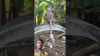 Download lagu monkey https://youtube.com/@mhofficial-n8t?si=QYYynp1yCfezCDaO mp3