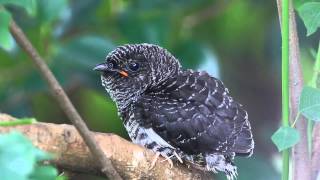 preview picture of video 'Yellow-bellied prinia breeds Oriental cuckoo parasite灰頭鷦鶯養育中杜鵑托育幼鳥'