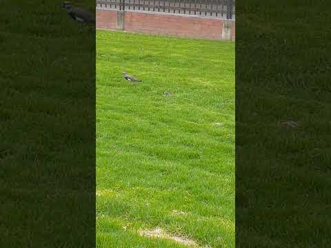 aves migratorias mosquera  cundinamarca