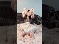 The Girl On The Bed Destroys Her Pillow