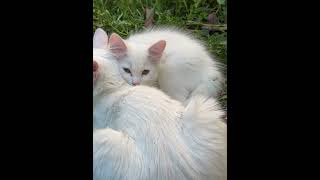 Turkish Angora Cats Videos