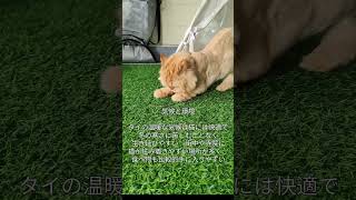 タイに猫が多い理由