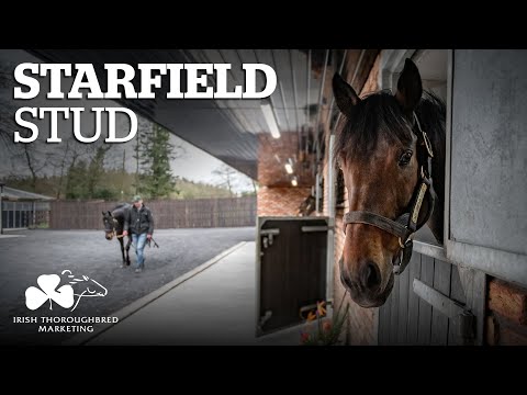 ITM Irish Stallion Showcase 2021 - Starfield Stud