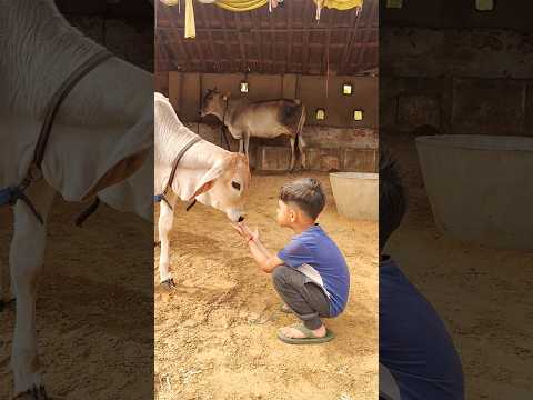 "बछड़ी और बच्चे का प्यारा रिश्ता | देशी गाय की ममता | Emotional Cow & Calf Bond with Kid" #gaumata