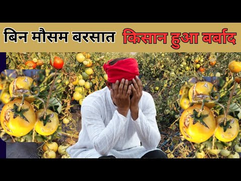बिन मौसम बरसात || किसान हुआ बर्बाद || RICH AGRI FARMER