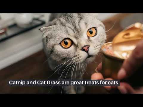 How to Choose the Best Cat Treats