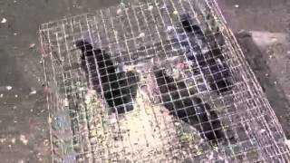 Feral pigeon trapping in West London