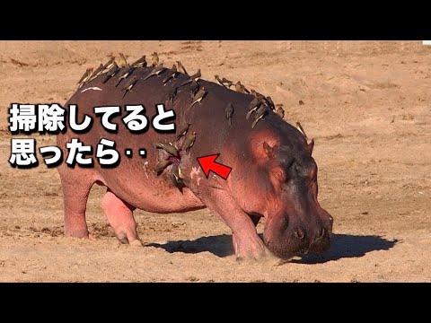 血を食べる動物 -