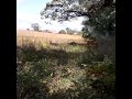 overlooking the Wheatfield  #shorts #civilwar #gettysburg #history