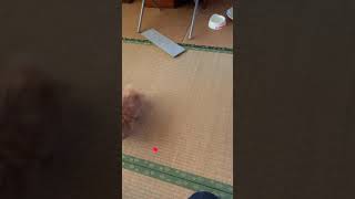 新しいおもちゃ
